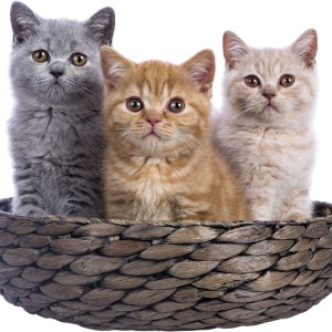 Gatos